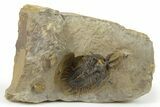 Short-Fork Walliserops Hammi Trilobite - Exceptional Preparation #267209-4